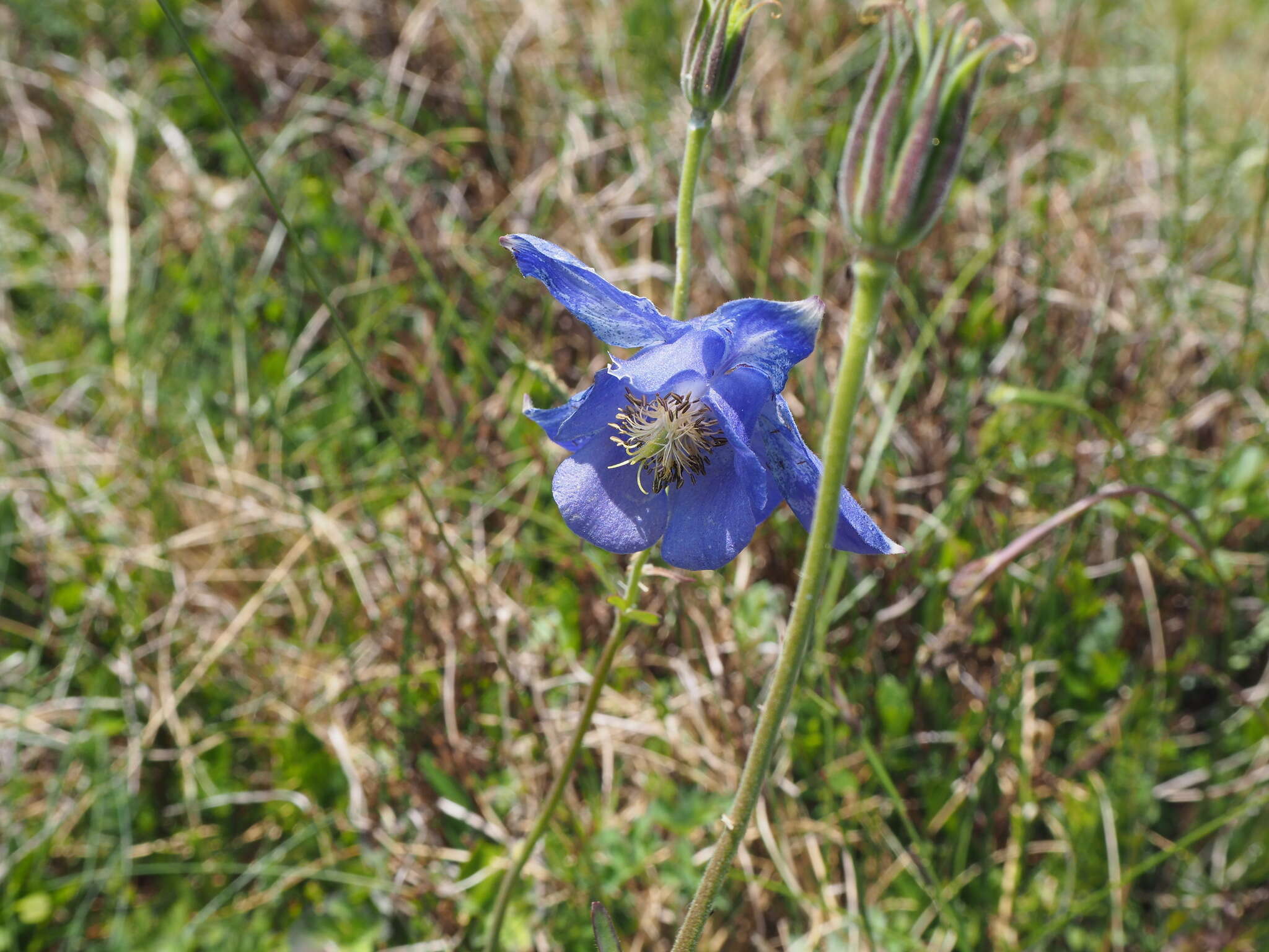 Aquilegia lucensis E. Nardi的圖片