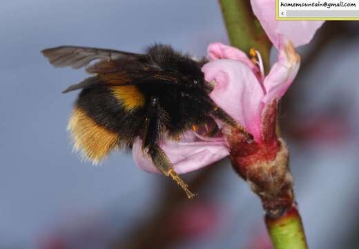 Image of Bombus ganjsuensis Skorikov 1913