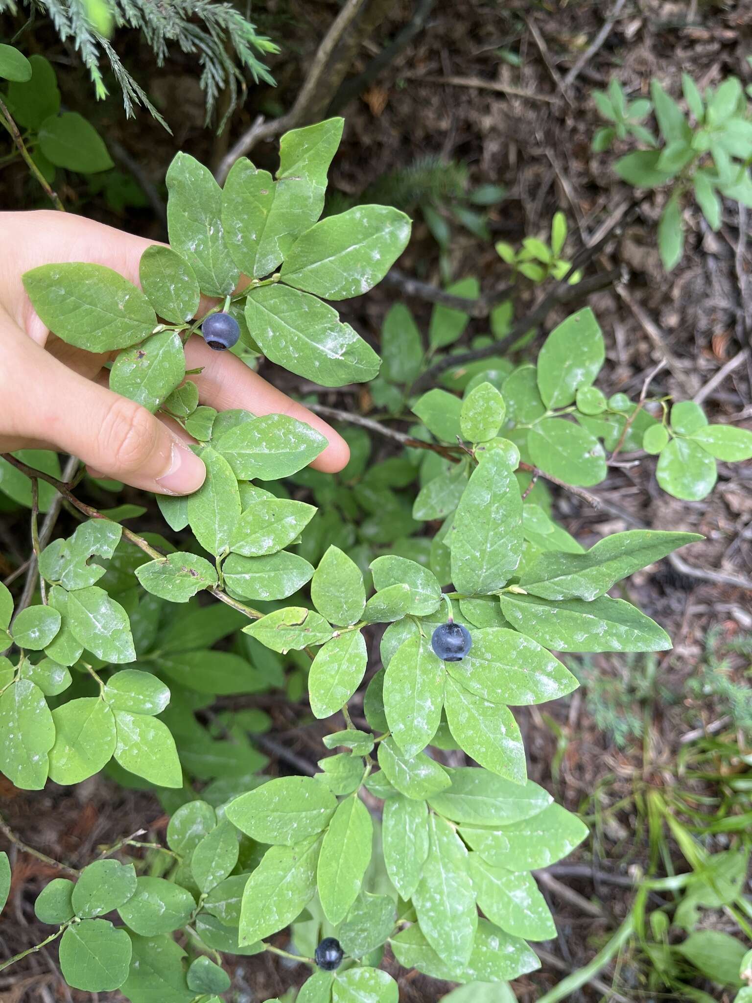 Image de Vaccinium alaskaense Howell