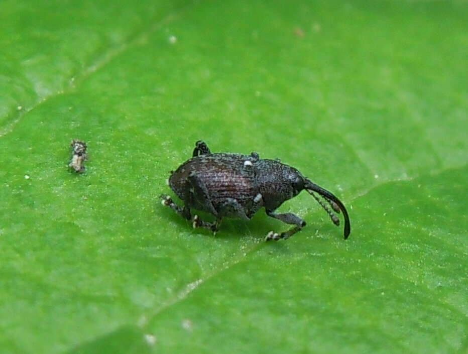 Imagem de Curculio vicetinus Cussigh 1989