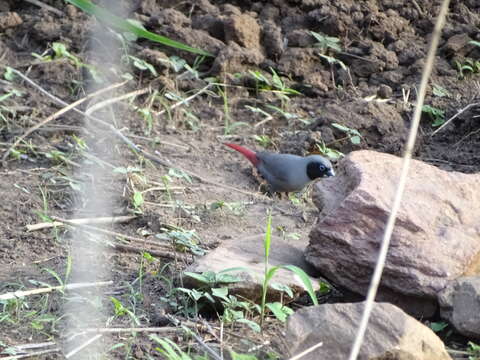 Image of Black-faced Firefinch