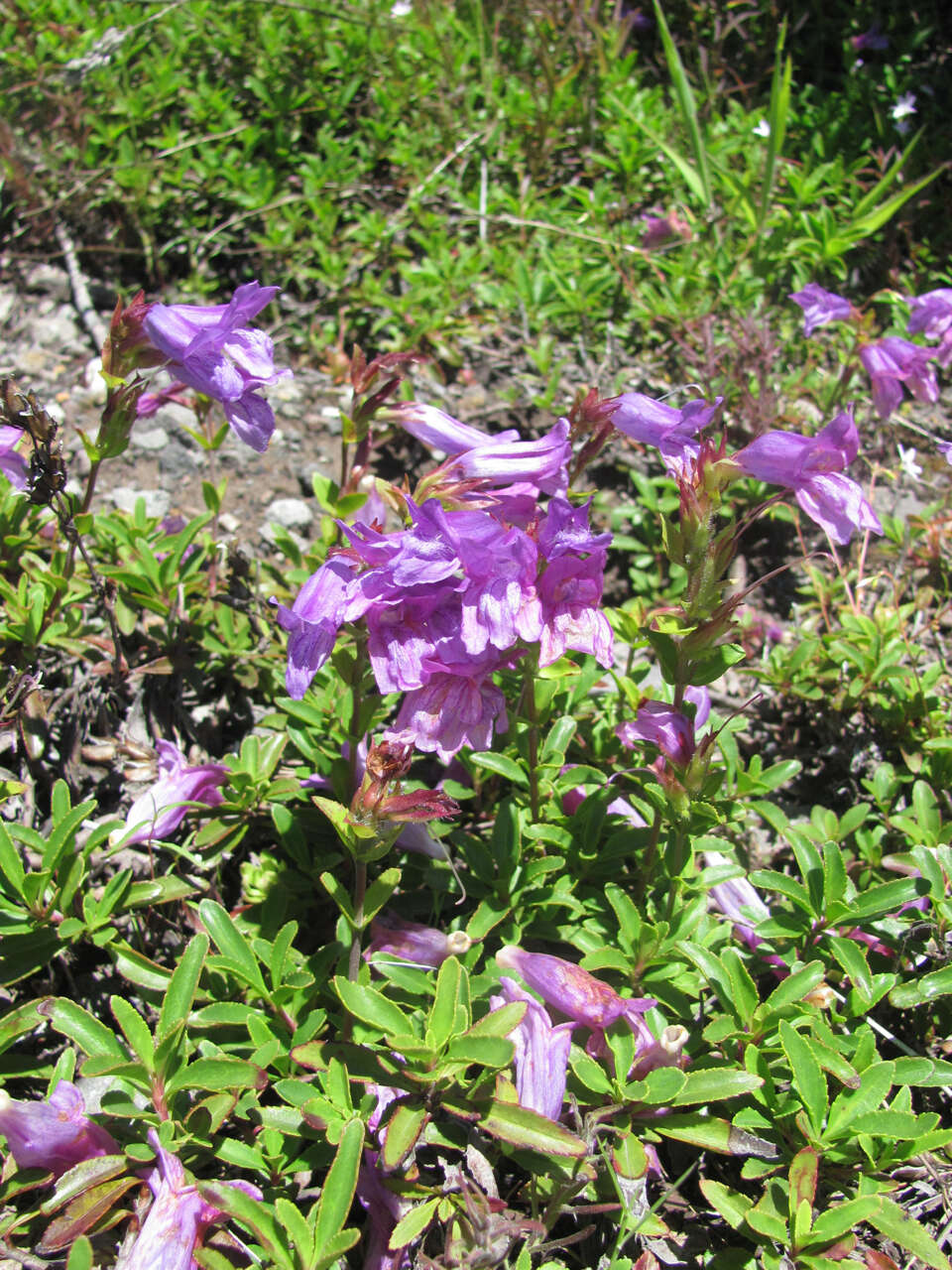 صورة Penstemon cardwellii Howell