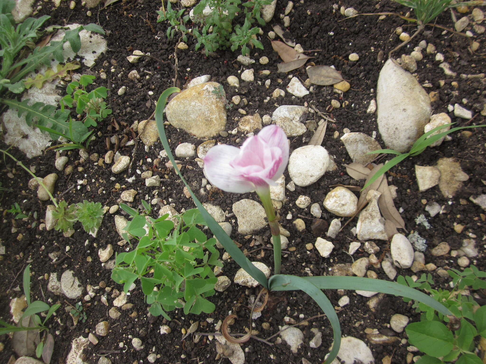 Image of prairie lily