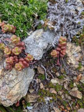 Image of Pacific stonecrop