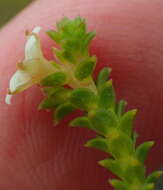 Image of Diosma sabulosa I. Williams