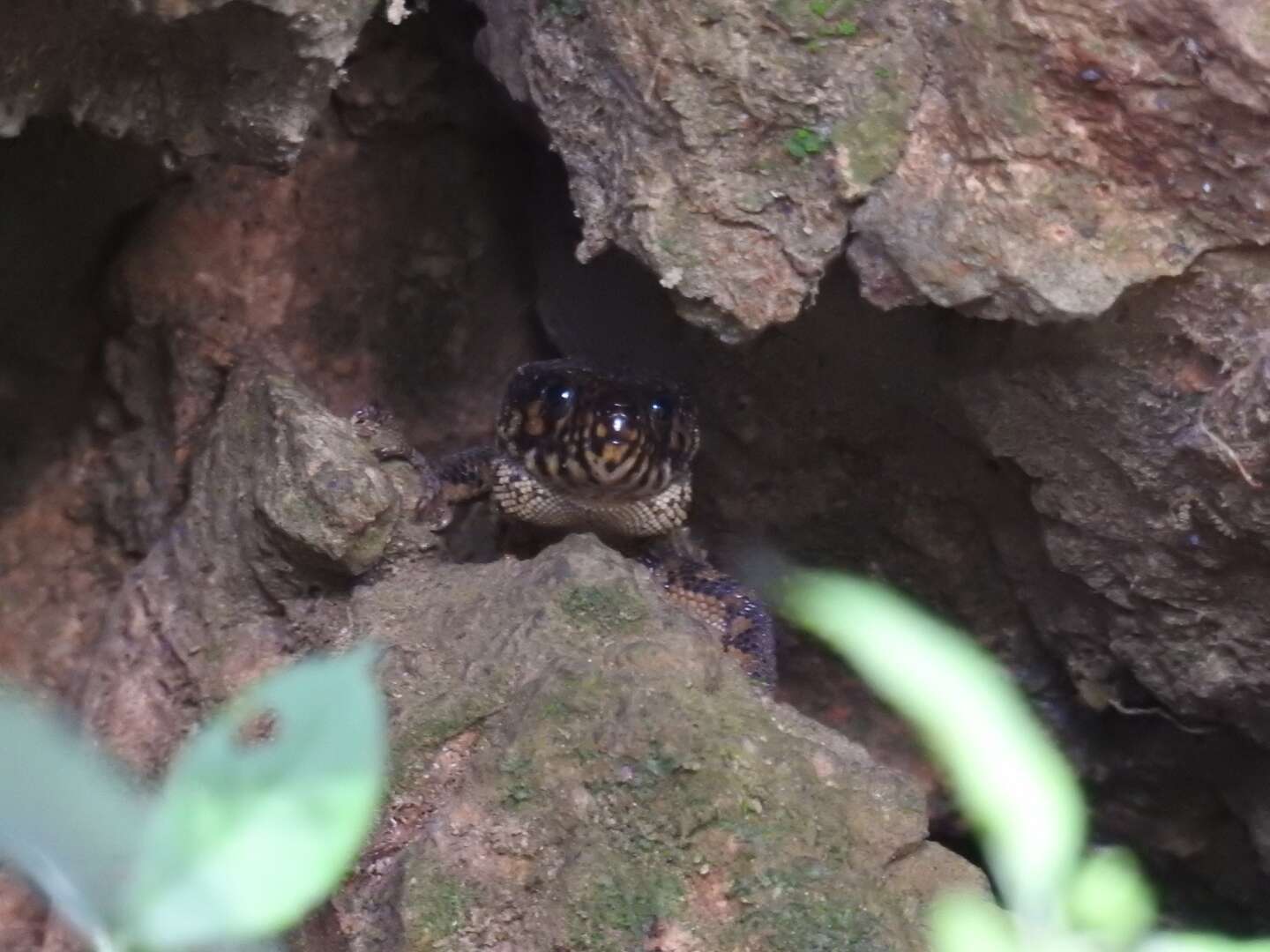 Image of Tropical night lizards