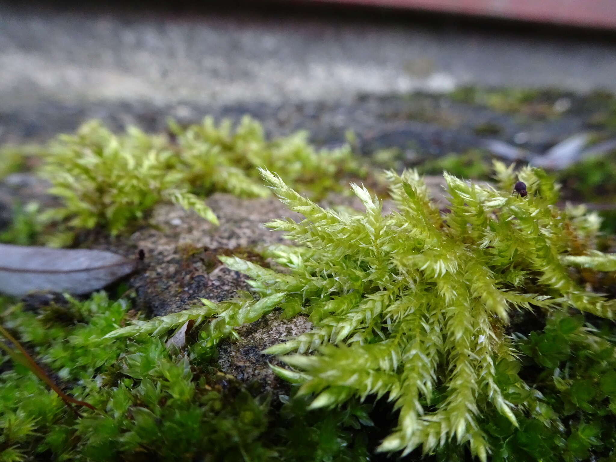 Image of rough-stalked feather-moss