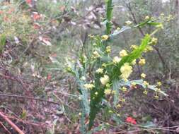 Acacia alata R. Br.的圖片