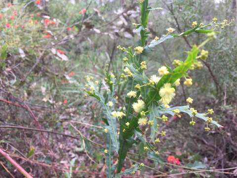 Acacia alata R. Br.的圖片