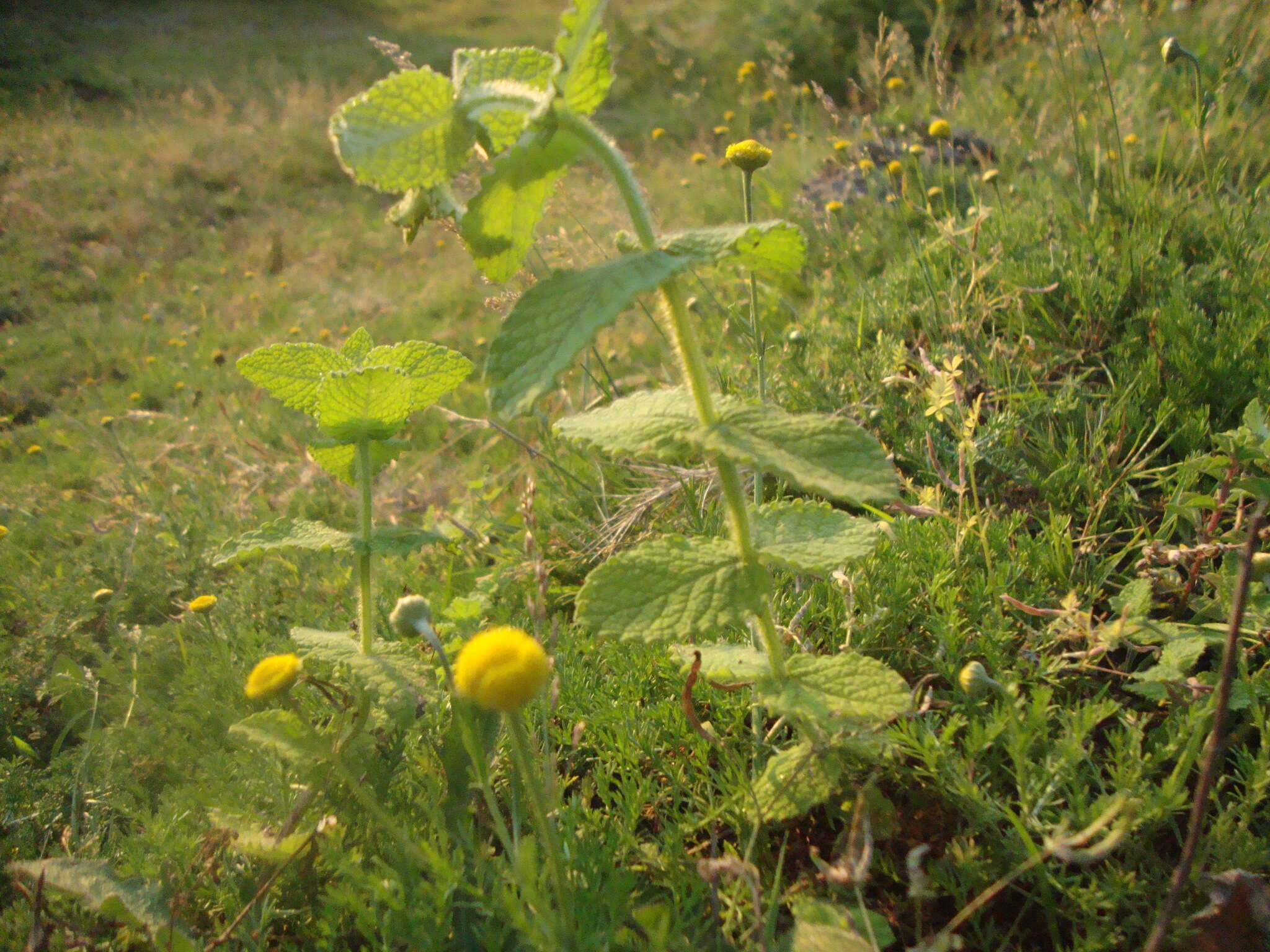 Image of Apple Mint