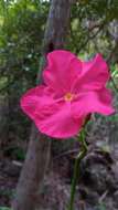 Imagem de Pachypodium windsorii Poiss.