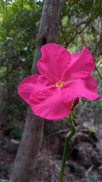 Image of Pachypodium windsorii Poiss.