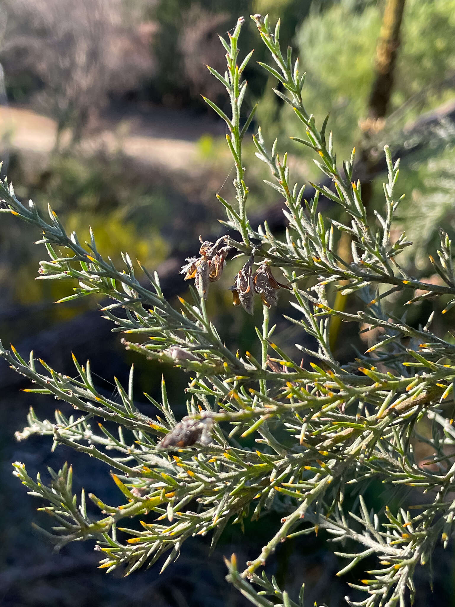 Слика од Jacksonia furcellata (Bonpl.) DC.