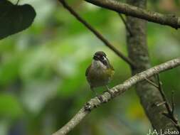 Слика од Chlorospingus flavopectus ophthalmicus (Du Bus de Gisignies 1847)