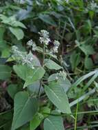 Image of Circaea cordata Royle