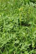 Image of Cabbage Thistle