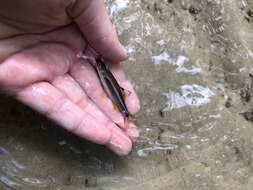 Image of Metallic Shiner