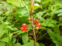 Image of red currant