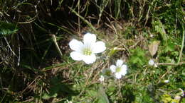 Image of Cherleria circassica (Albov) A. J. Moore & Dillenb.