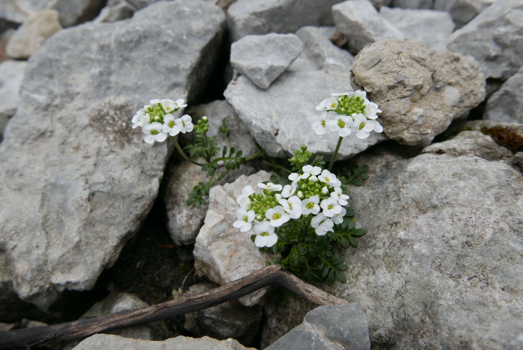 Image of alpine hutchinsia