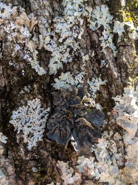 Image of skin lichen