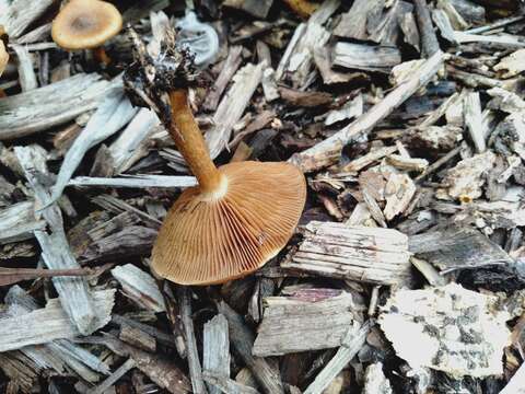 Image of Pholiota communis (Cleland & Cheel) Grgur. 1997