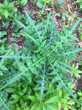 Image of Acanthus montanus (Nees) T. Anders.