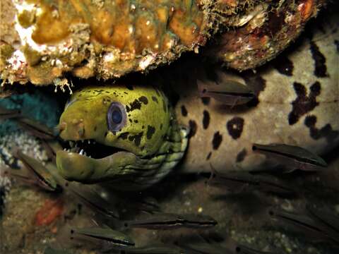 Image of Fimbriated moray