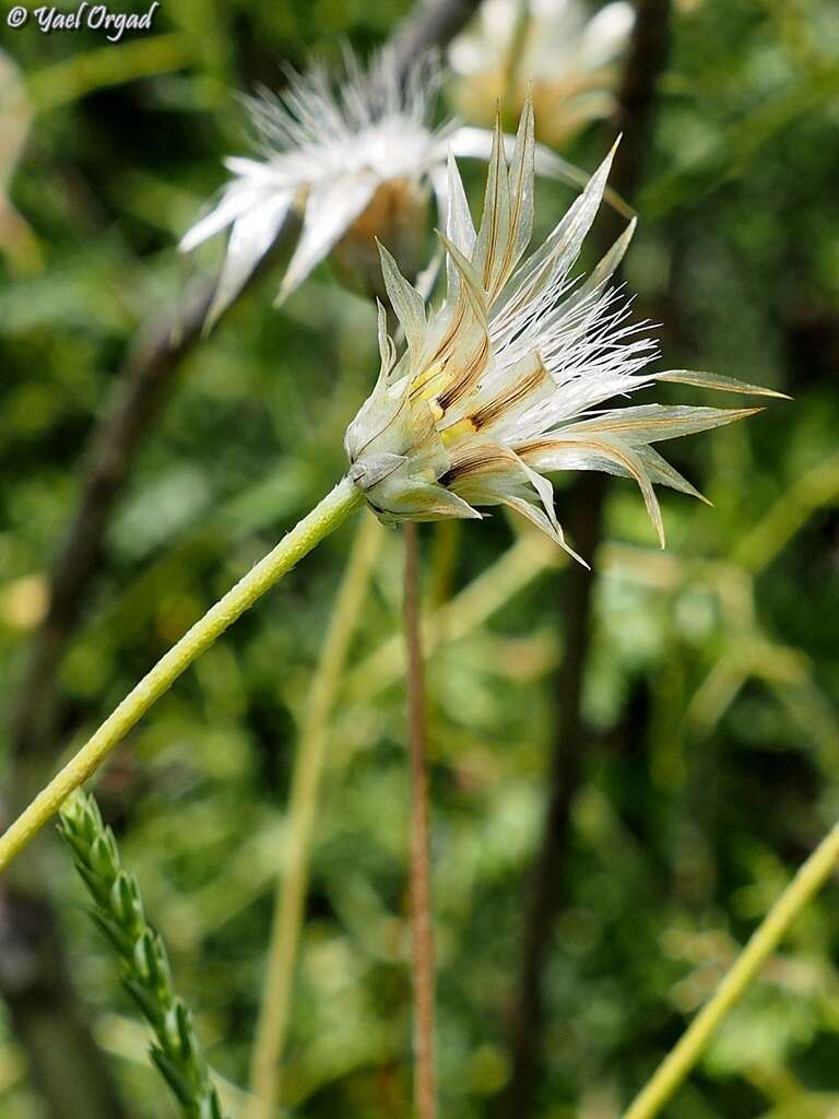 Image de Catananche lutea L.