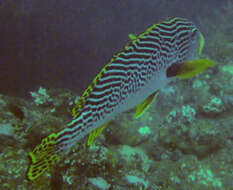 Image of Diagonal banded sweetlips