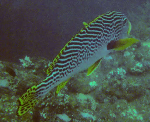 Image of Diagonal banded sweetlips