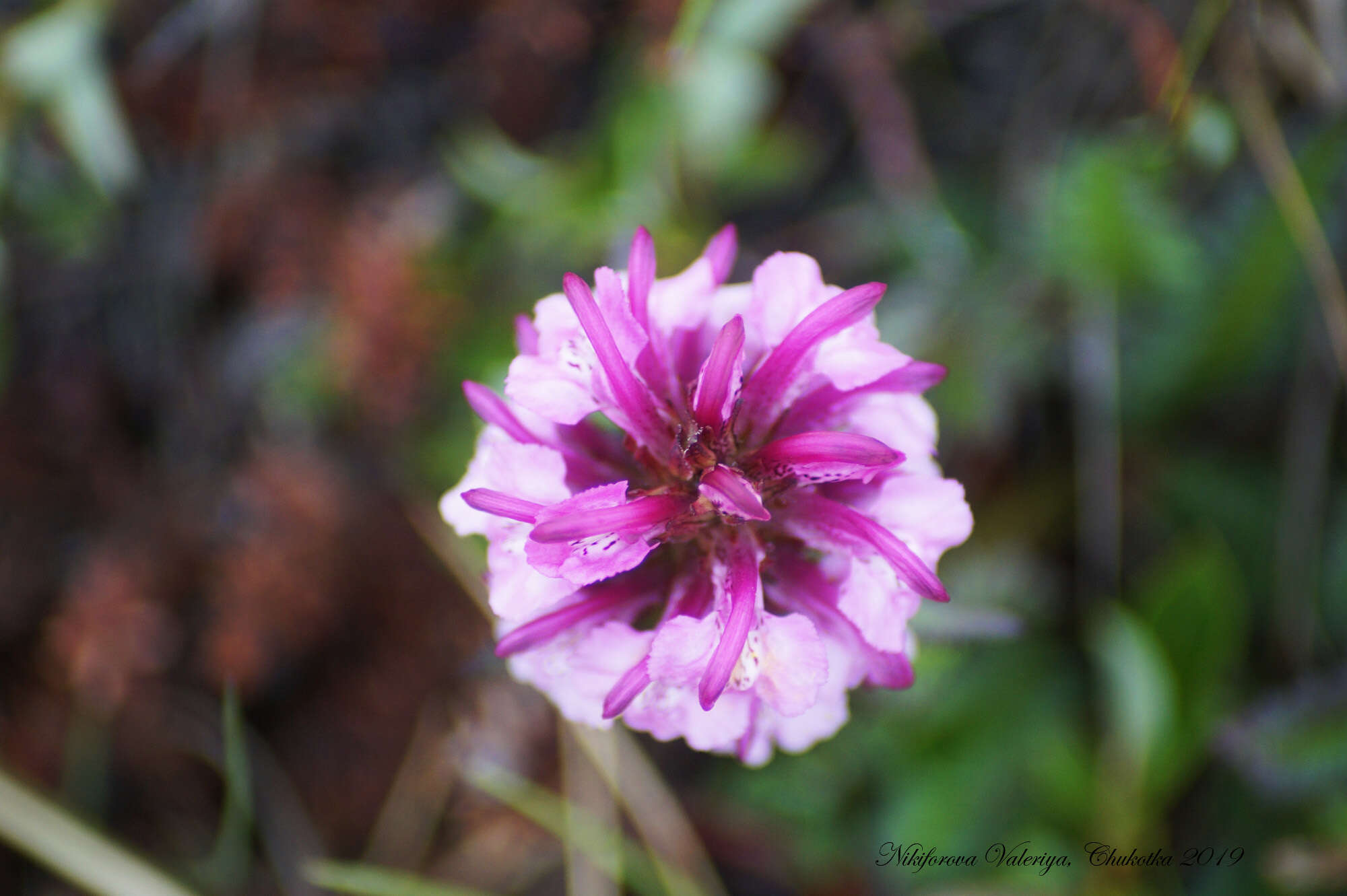 Image of Sudetic Lousewort