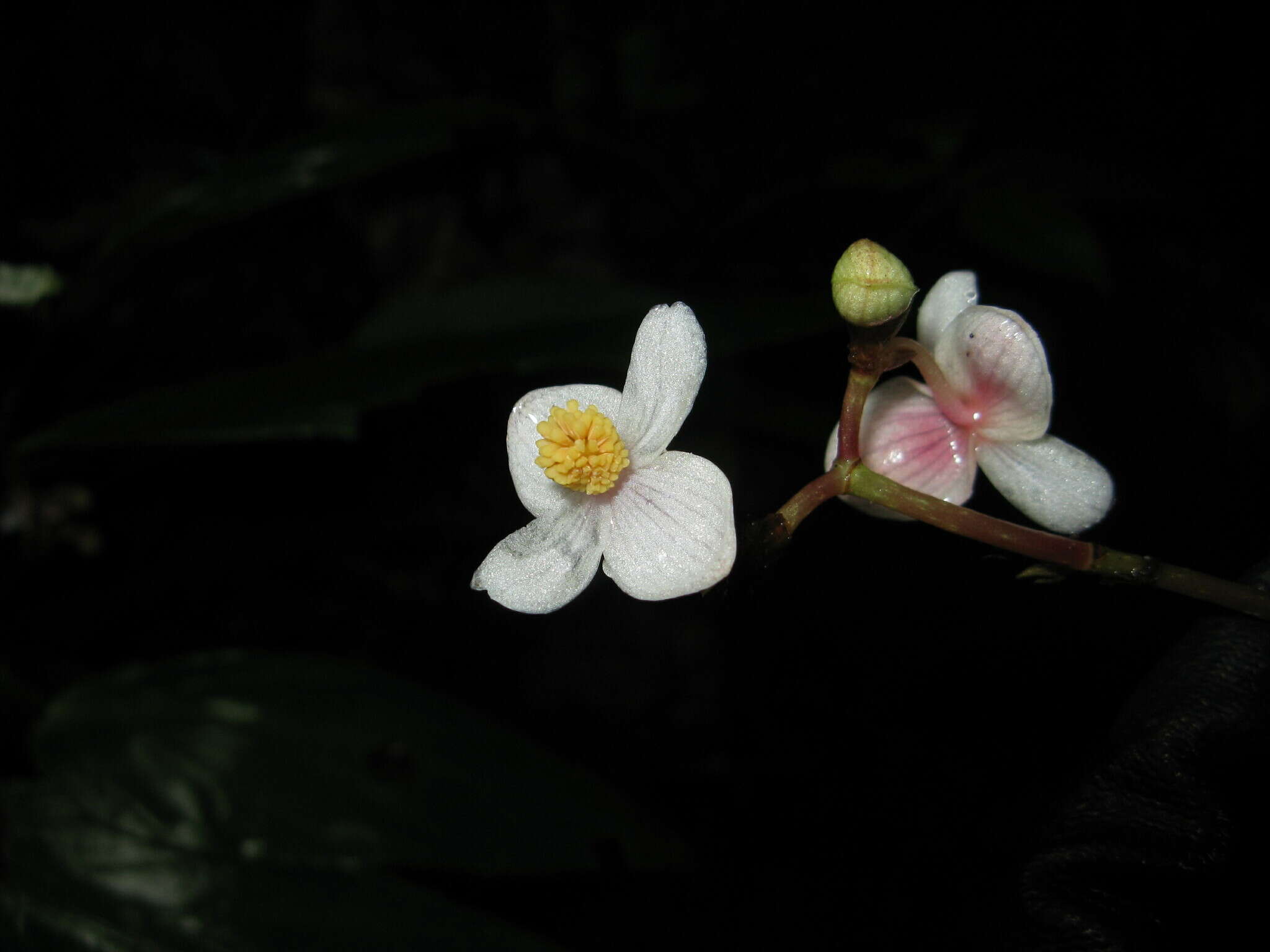 Image of Begonia semilunata Aver.