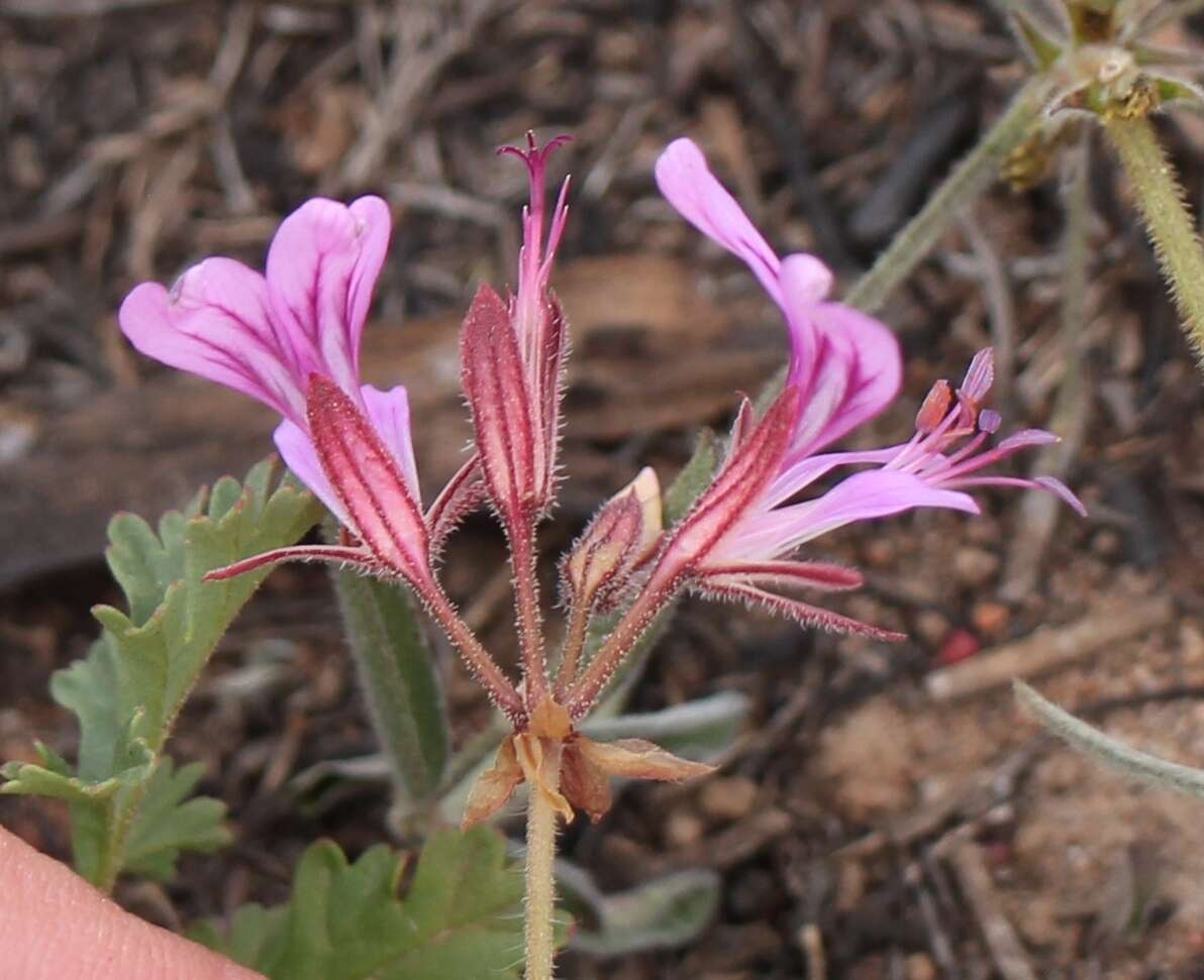 Image of Pelargonium multicaule subsp. multicaule