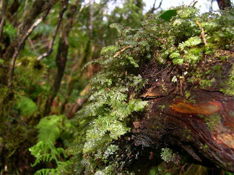 Plancia ëd Hymenophyllum tunbrigense (L.) Sm.