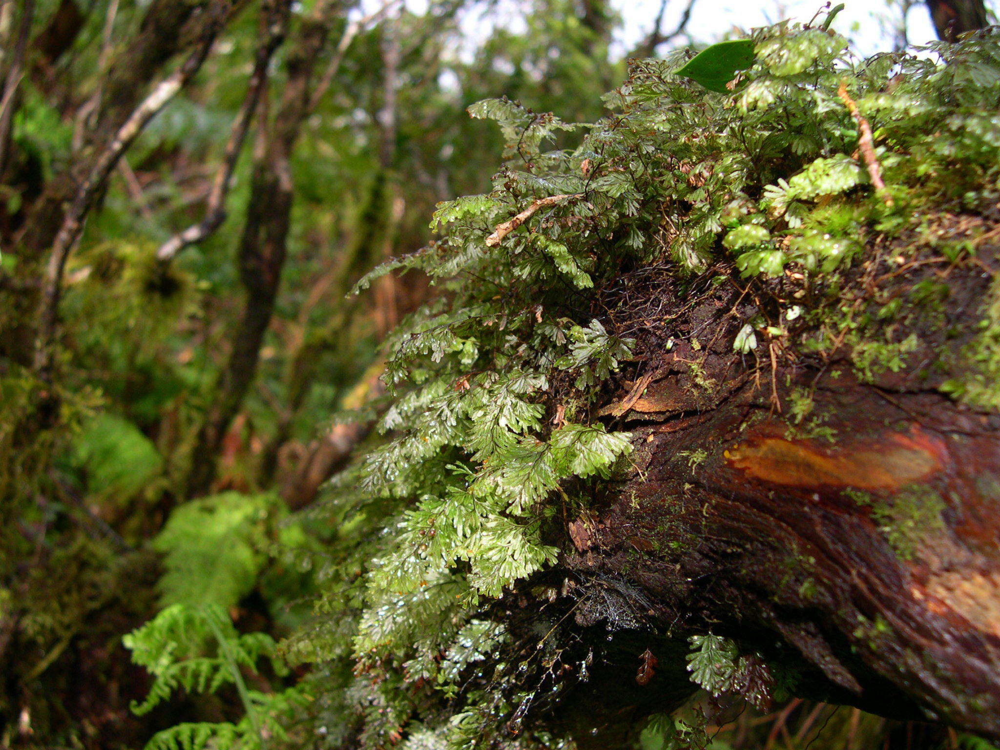 Hymenophyllum tunbrigense (L.) Sm. resmi