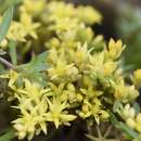 Image of Sedum eriocarpum subsp. orientale H. 't Hart