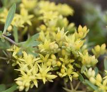 Sivun Sedum eriocarpum subsp. orientale H. 't Hart kuva