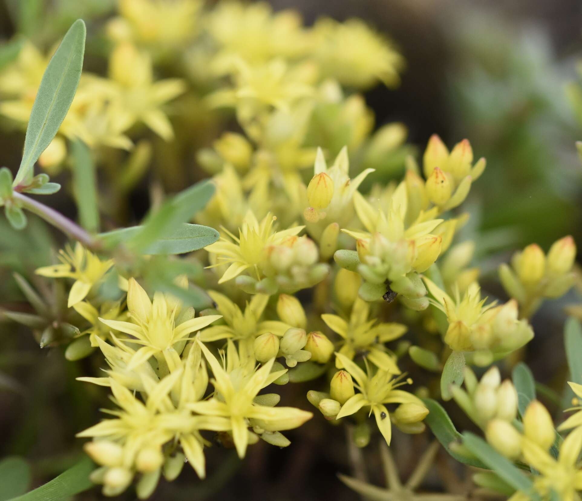 Image of Sedum eriocarpum Sibth. & Sm.