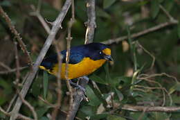 Euphonia violacea (Linnaeus 1758)的圖片