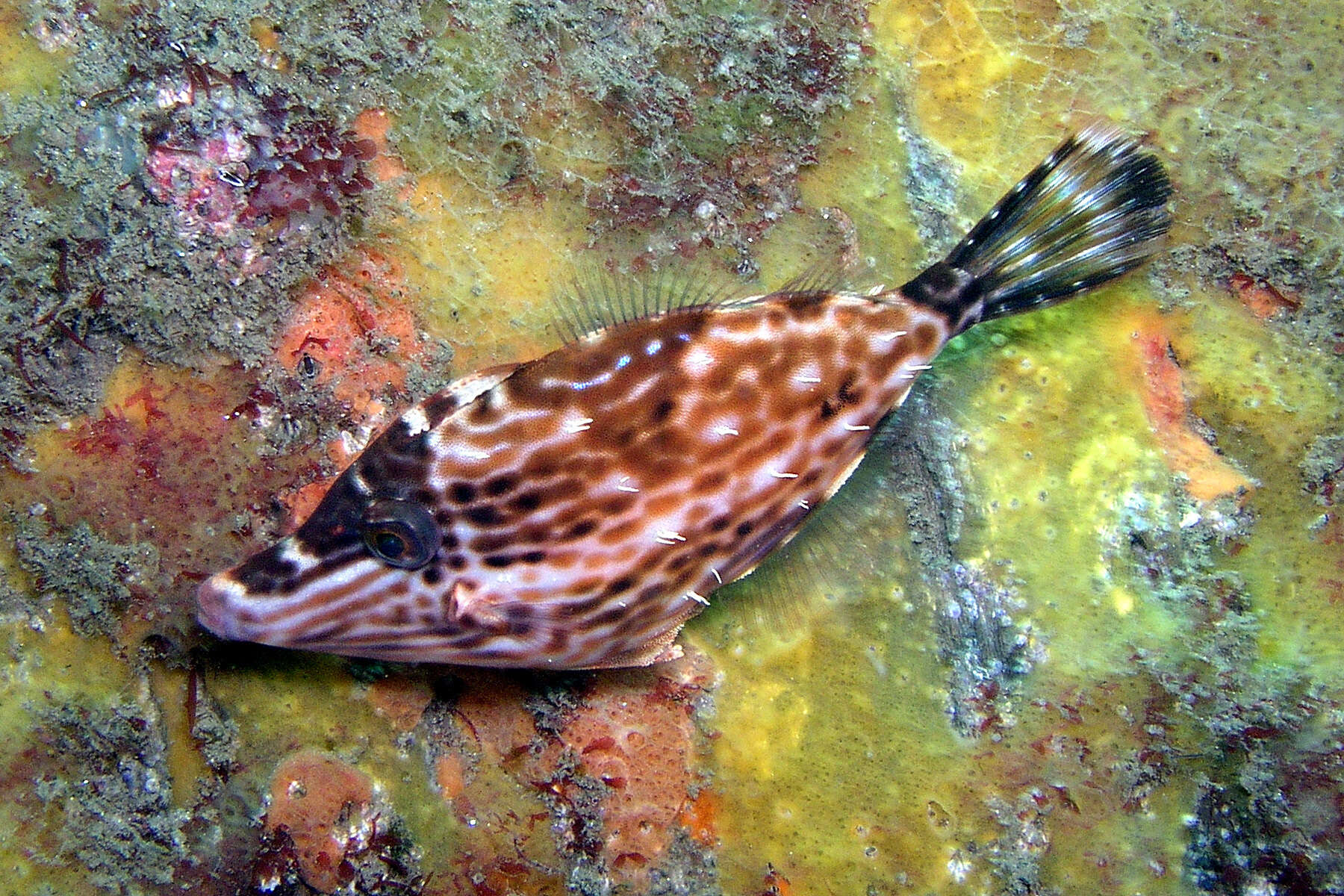 Image of Beautiful leatherjacket