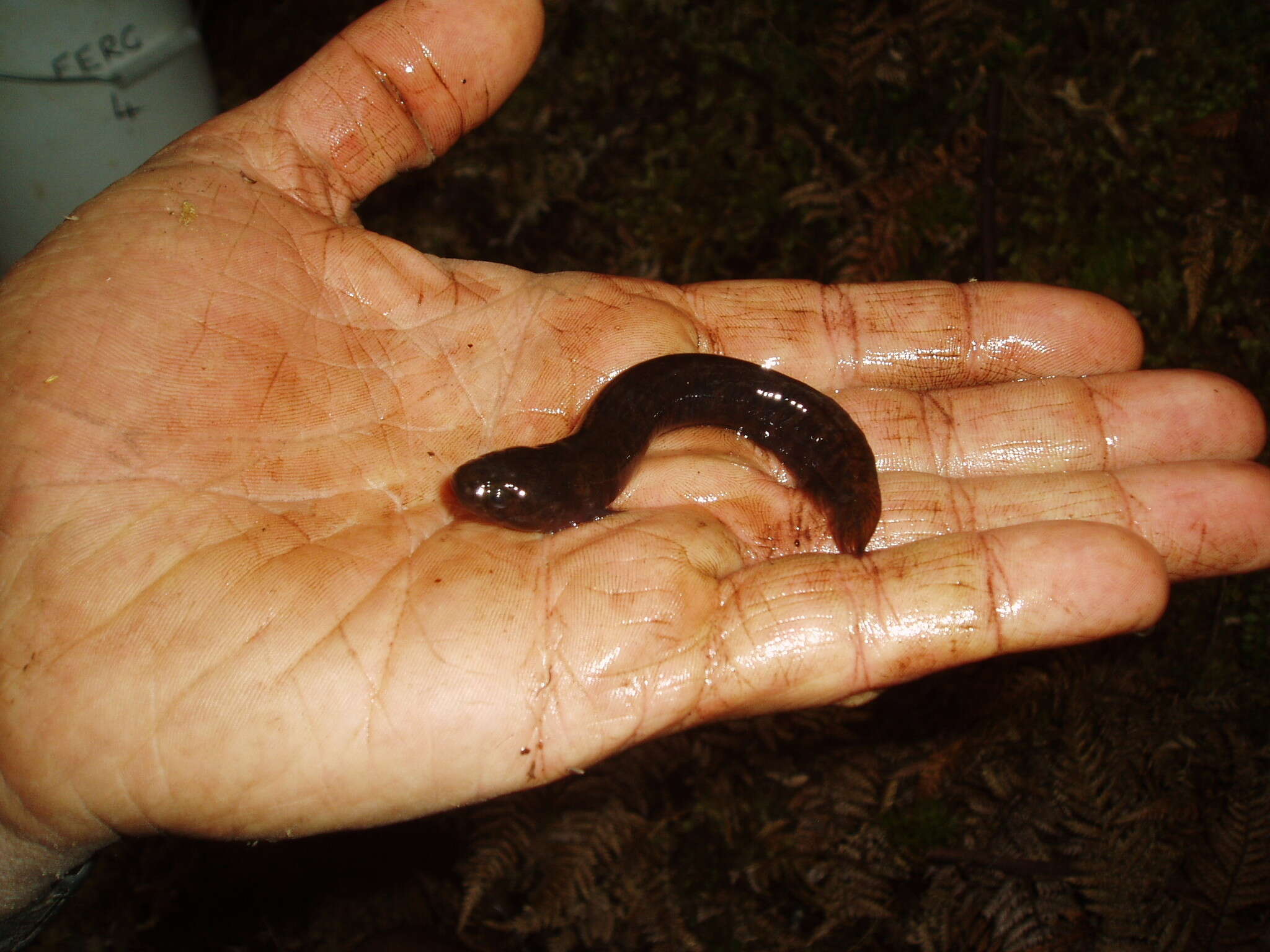 Image of Brown Mudfish