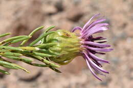 Image de Gypothamnium pinifolium Phil.