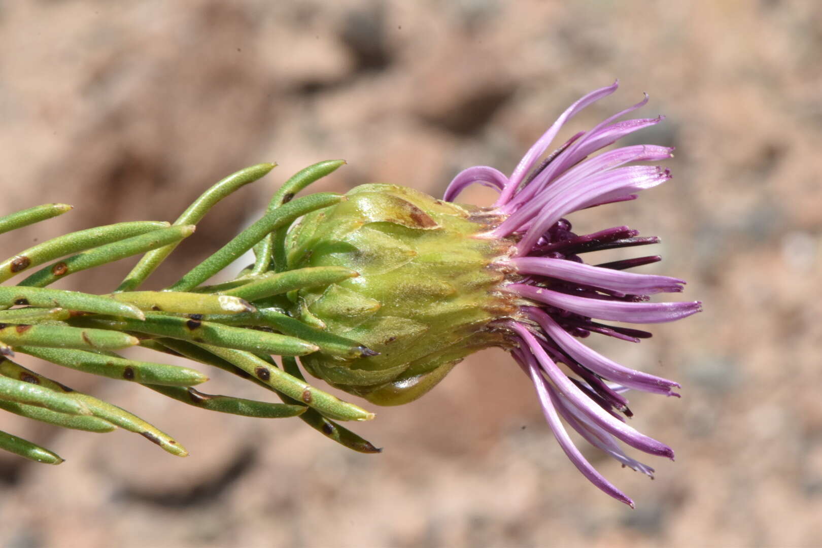 Image de Gypothamnium pinifolium Phil.