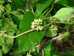 Imagem de Marsdenia zimapanica Hemsl.