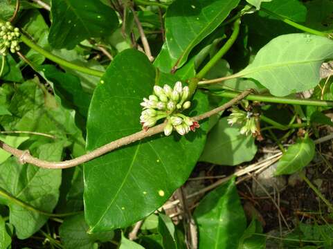 صورة Marsdenia zimapanica Hemsl.