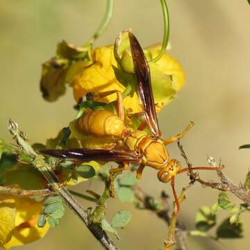 Слика од Polistes flavus Cresson 1868