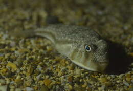 Image of Cheek-barred Toadfish