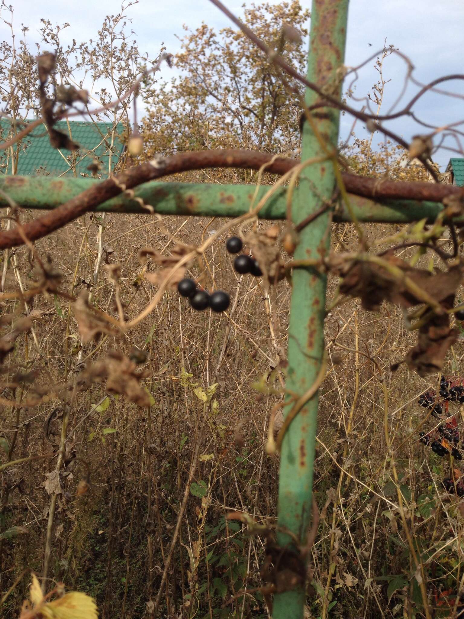 Image of white bryony