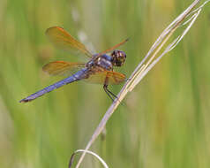 Image de Libellula jesseana Williamson 1922